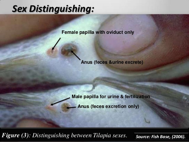 sex of talipia Sex of talipia